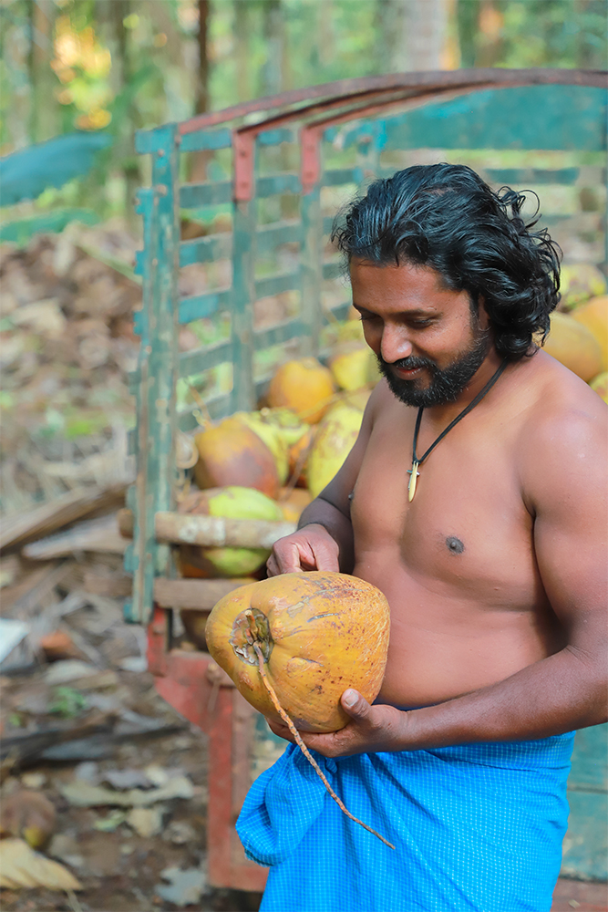 Organic Sri Lankan smallholder farmers hand-harvesting fresh organic coconuts